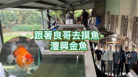 灃興金魚|愚人節跟著良哥去摸魚2